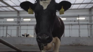 Siyah ve beyaz komik inek çiftliği tesis hangar, çevresinde burnunu çekmek