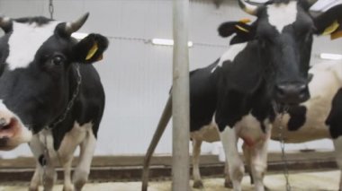 Siyah ve beyaz aptal inekler çiftlikte değirmen ahır, etrafına bakıyor