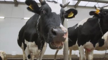 Siyah ve beyaz sevimli inek çiftliği değirmen ahır, çevresinde burnunu çekmek