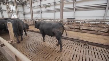 Çiftlik metal büyük ahır ahırda yürüyüş büyük siyah boğa