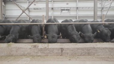 Siyah saman çiftlik metal ahır ahırda dan besleyen inek sürüsü