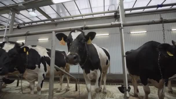 Vaca preta e branca no celeiro das instalações agrícolas respira — Vídeo de Stock