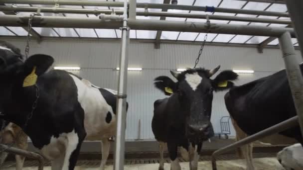 Vacas pretas e brancas no celeiro da fazenda comendo olhando ao redor — Vídeo de Stock