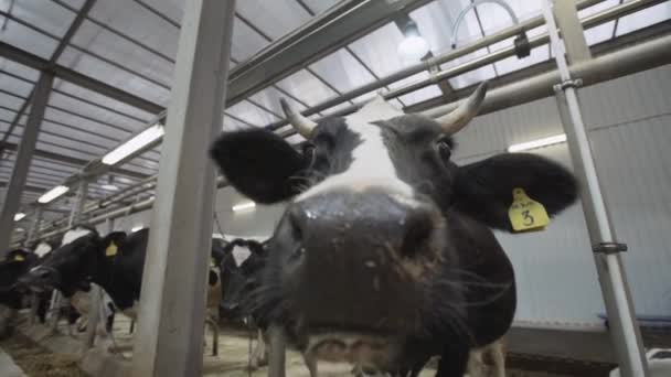 Μαύρο και άσπρο αγελάδα σε φάρμα διευκόλυνσης αχυρώνα sniffs γύρω από — Αρχείο Βίντεο