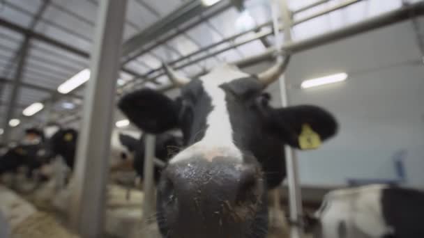 Noir et blanc drôle vache à la ferme installation grange renifle autour — Video