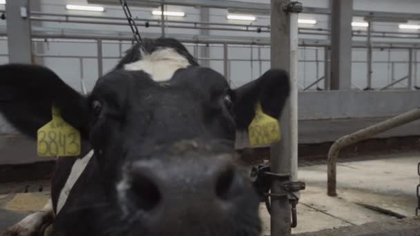 Vaca engraçada preta e branca no celeiro do moinho de fazenda fareja ao redor — Vídeo de Stock