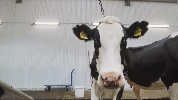 Noir et blanc effrayer vache à ferme moulin grange regarder autour — Video