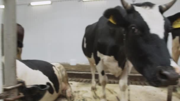 Vacas estúpidas blancas y negras en el hangar interior de la granja mira a su alrededor — Vídeos de Stock