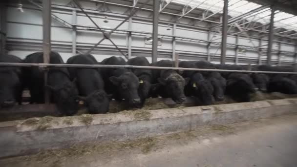 Manada de vacas negras que comen heno de establos en granero de metal de granja — Vídeos de Stock