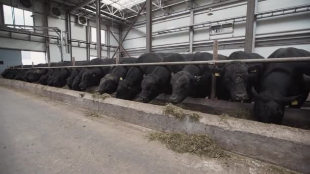 Troupeau de vaches noires mangeant du foin dans une étable en métal de ferme — Video