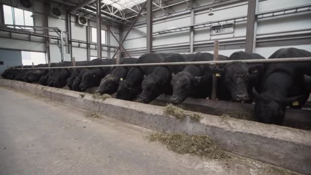 Stádo krav černého jíst seno, stánek v kovových stodoly farma