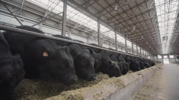 Стадо черных коров ест солому из конюшни в фермерском металлическом сарае — стоковое видео