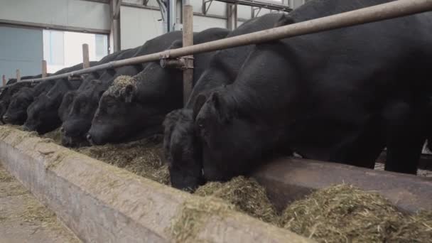 Rebanho de vacas negras comendo feno de estábulo no celeiro de metal da fazenda — Vídeo de Stock