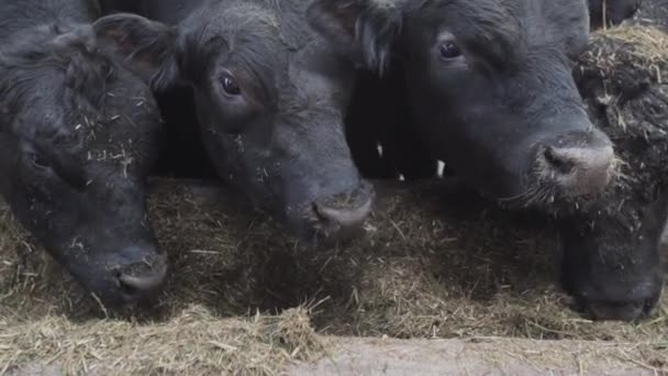 Flock of black cows eating straw from stall at farm metal barn — Stock Video
