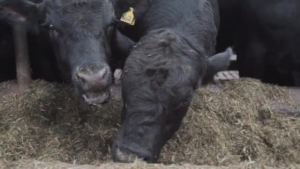 Flock of black cows eating straw from stable at farm metal barn — Stock Video