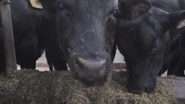 Stádo krav černého krmení seno ze stánku na farmě kovové stodola — Stock video