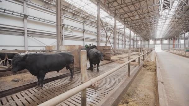 Velký černý býk chůzi ve stáji na farmě kovové velké stodoly — Stock video