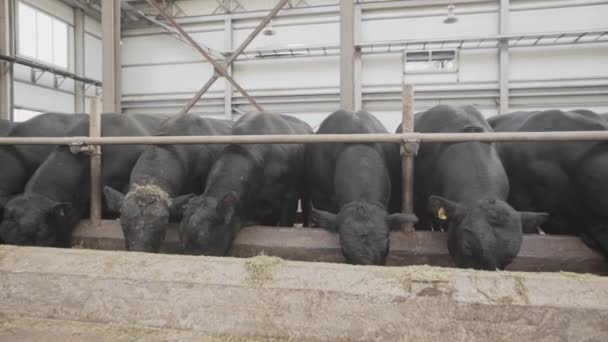 在农场金属谷仓里, 成群的黑牛在马厩里喂干草 — 图库视频影像