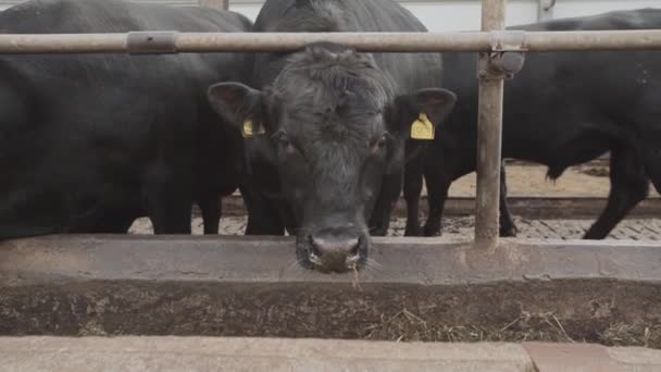 Zwerm zwarte koeien voederen van hooi van de kraam op metalen schuur van de boerderij — Stockvideo