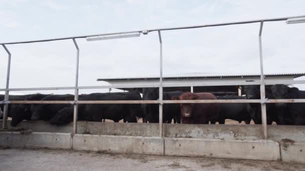 Стадо чорних корів, що їдять сіно зі столу на фермі на відкритому повітрі — стокове відео