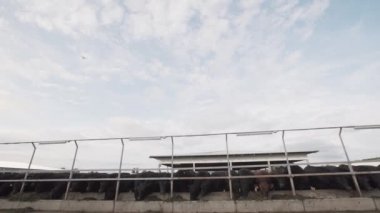 Siyah saman ahır gelen Çiftliği'nde açık havada yemek inek sürüsü