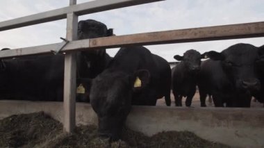 Siyah saman gelen kararlı Farm açık havada yemek inek sürüsü