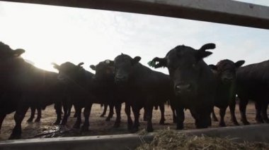 Siyah inek çiftliği açık havada ahırda ayakta durak
