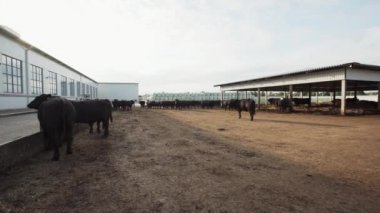 Siyah kararlı farm courtyard adlı yürüyüş inek sürüsü
