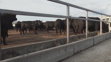Siyah açık havada kararlı farm adlı yürüyüş inek sürüsü