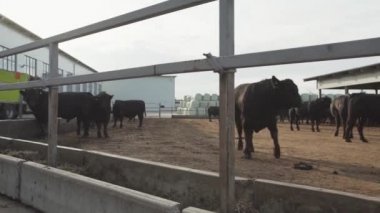 Siyah çiftlik avlu ahırda ayakta inek sürü