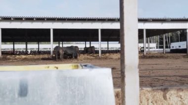 Siyah çiftlik avlu ahırda ayakta inek sürüsü