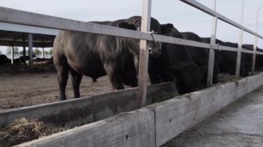 Siyah İnekler saman ahır gelen Çiftlik avlusu yeme durak