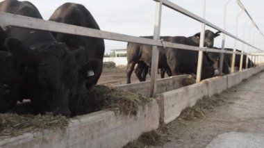 Siyah gelen çiftlik avlu ahırda Saman yiyen inekler durak