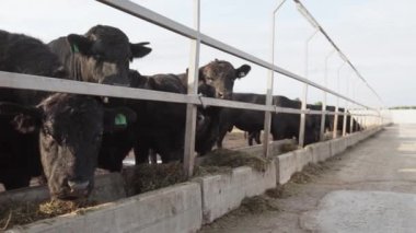 Siyah gelen çiftlik avlu ahırda saman yemek inek sürüsü