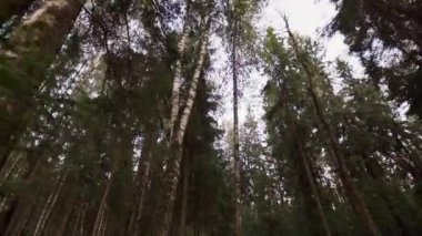 Yüksek ağaçların altında yaz günü ormanda yürüyüş.