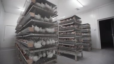 Et güvercin, bıldırcın ve tavuk tavuk çiftliği kafeslerde oturup