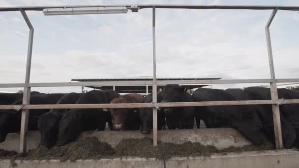 Stal van zwarte koeien eten hooi uit stal op boerderij buiten — Stockvideo