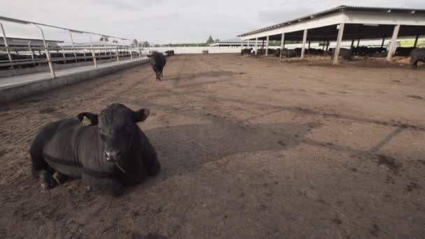 Чорна корова лежить на землі у фермерському дворі — стокове відео