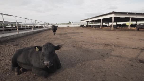 Vaca negra acostada en el suelo en el establo del patio de la granja — Vídeos de Stock