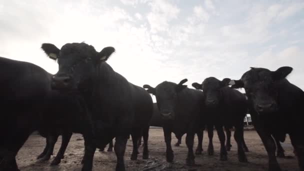 Stánek černé krávy stojící na farmě nádvoří stabilní — Stock video