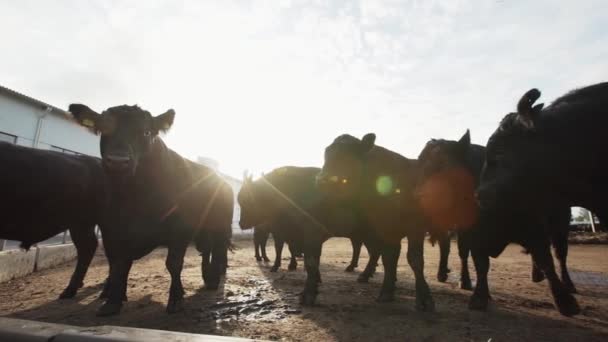 Herd of black cows standing at farm outdoors stable — Stock Video