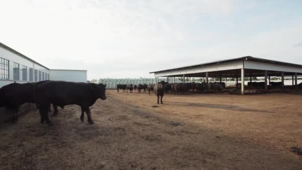 在农场庭院里行走的黑母牛失速 — 图库视频影像