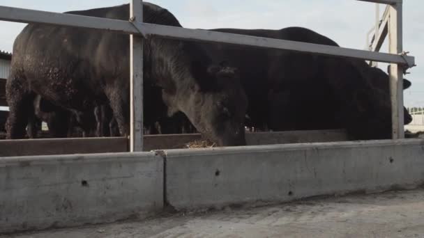 Barraca de vacas negras comendo palha de estábulo na fazenda ao ar livre — Vídeo de Stock