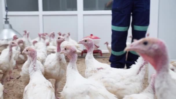 Piccoli pulcini di tacchino camminano in allevamento di pollame sotto il controllo dell'uomo lavoratore — Video Stock