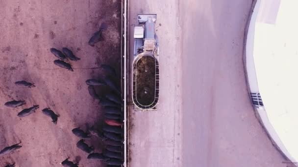 VIBORG, RÚSSIA - JUNHO 11, 2018: Drone view of black vacas getting fed via modern automatic technique on big farm . — Vídeo de Stock