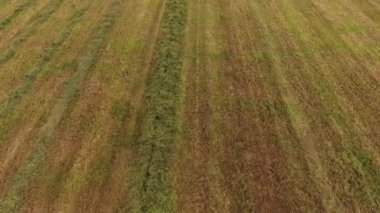 Üstten görünüm kırmızı yuvarlak tırmıklar çalışma ile modern traktörün mowed sahada çalışan