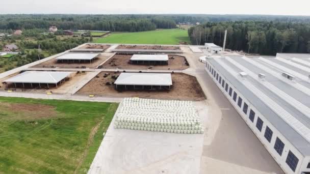 Vista del cielo de las vacas vagan en grandes prados cuadrados en el área de tierras agrícolas — Vídeos de Stock