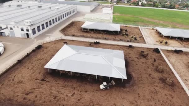 Le mucche nere vagano in grandi recinti quadrati nella zona dei terreni agricoli — Video Stock