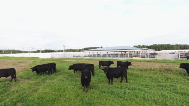 Troupeau de taureaux noirs errent sur des pâturages verts clôturés appartenant à des terres agricoles .