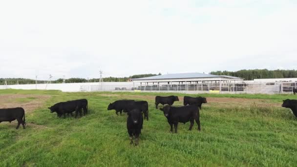 Troupeau de taureaux noirs errent sur des pâturages verts clôturés appartenant à des terres agricoles . — Video